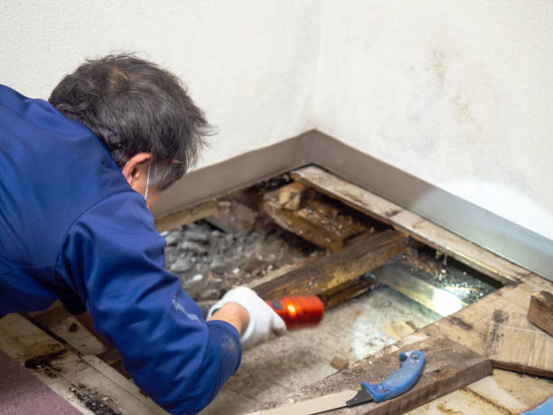 Mountain View, CA Mold Removal Company