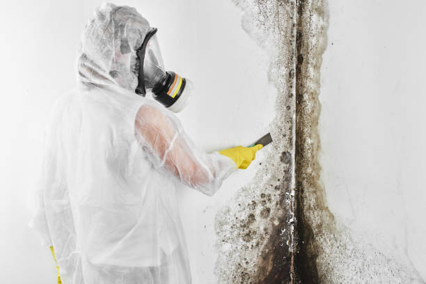 Best Commercial Mold Removal  in Mountain View, CA