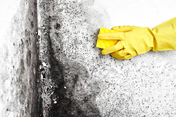 Best Home Mold Removal  in Mountain View, CA