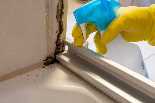 Best Toxic Mold Removal  in Mountain View, CA