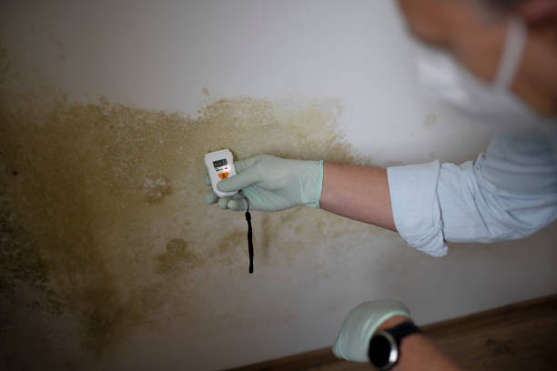 Best Toxic Mold Removal  in Mountain View, CA