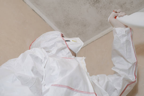 Mold Testing and Removal in Mountain View, CA