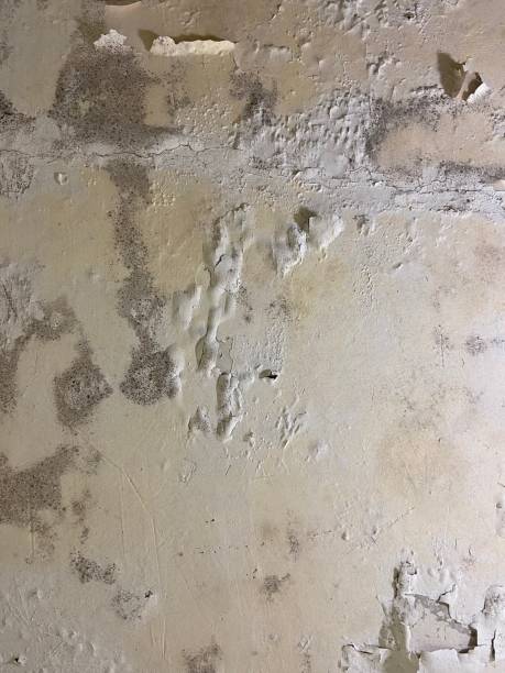  Mountain View, CA Mold Removal Pros