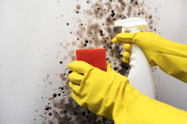 Best Emergency Mold Removal  in Mountain View, CA