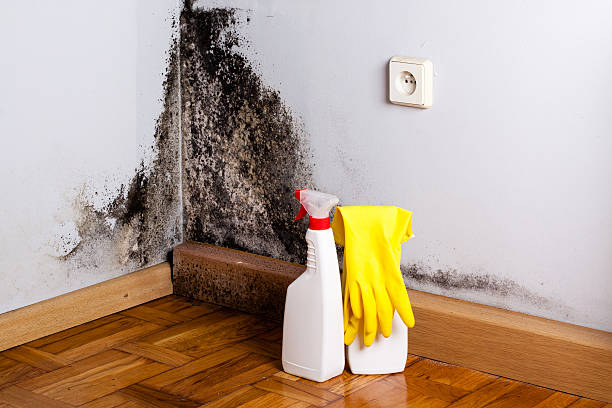Best Home Mold Removal  in Mountain View, CA