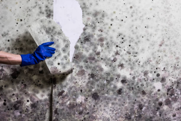 Best Mold Removal Near Me  in Mountain View, CA