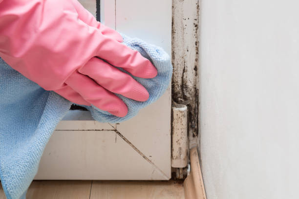 Best Best Mold Removal Companies  in Mountain View, CA