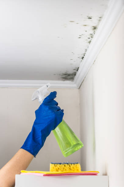 Best Crawl Space Mold Removal  in Mountain View, CA