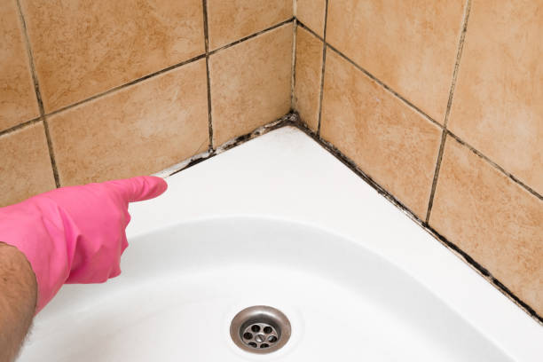 Trusted Mountain View, CA Mold Removal Experts
